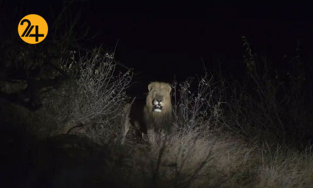 تصاویر حیات وحش از نهنگ کوهان‌دار تا ببر تاسمانی