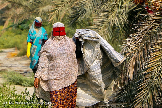 برداشت خرما از نخلستان‌های جنوب ایران
