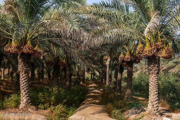 برداشت خرما از نخلستان‌های جنوب ایران