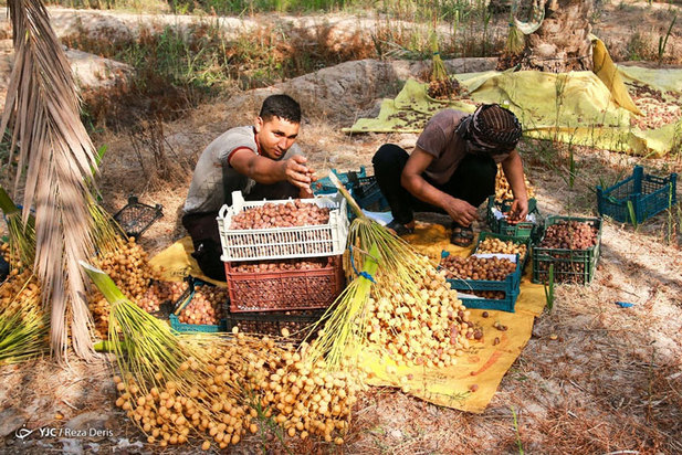 برداشت خرما از نخلستان‌های جنوب ایران