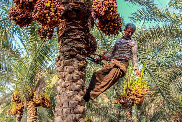 برداشت خرما از نخلستان‌های جنوب ایران