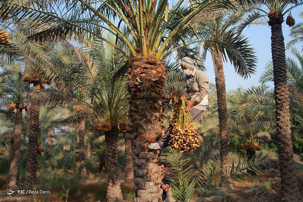 برداشت خرما از نخلستان‌های جنوب ایران