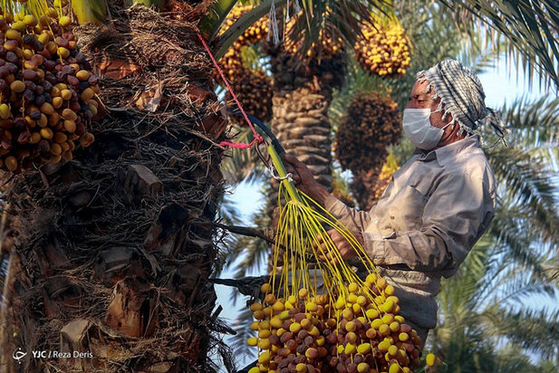 برداشت خرما از نخلستان‌های جنوب ایران