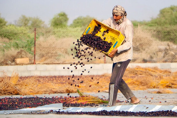 برداشت خرما از نخلستان‌های جنوب ایران