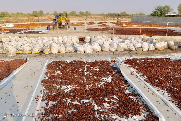 برداشت خرما از نخلستان‌های جنوب ایران