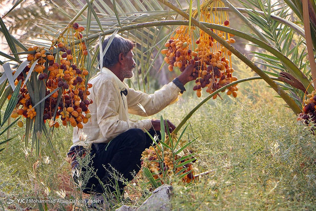 برداشت خرما از نخلستان‌های جنوب ایران