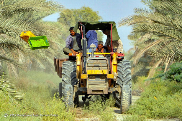 برداشت خرما از نخلستان‌های جنوب ایران
