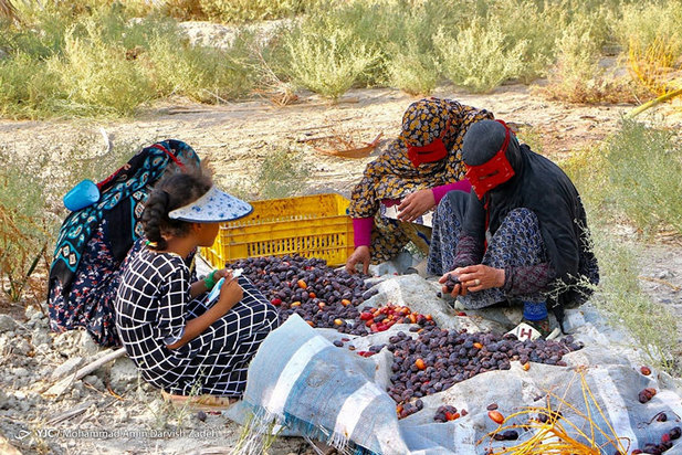 برداشت خرما از نخلستان‌های جنوب ایران