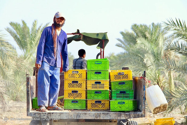 برداشت خرما از نخلستان‌های جنوب ایران