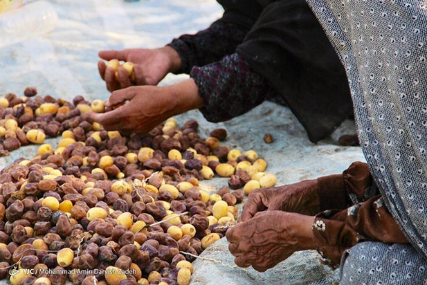 برداشت خرما از نخلستان‌های جنوب ایران