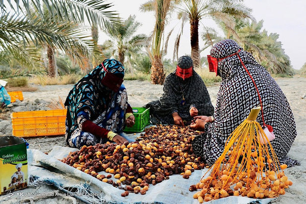 برداشت خرما از نخلستان‌های جنوب ایران