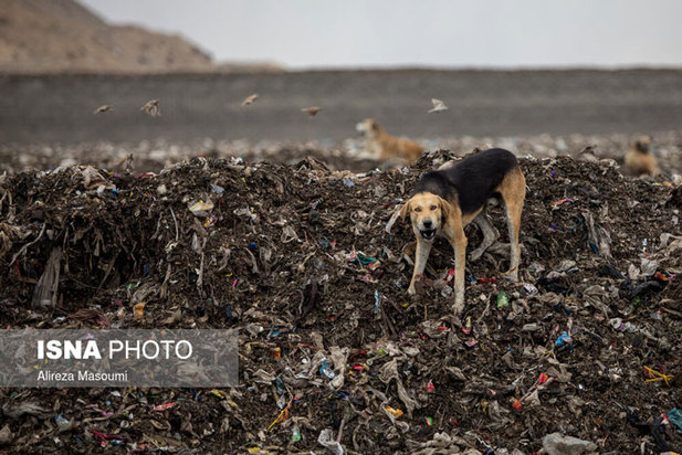 آرادکوه منشا بوی بد تهران