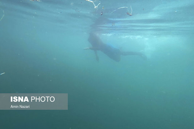 دنیای خنک زیر آب