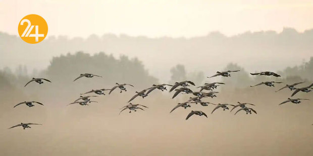 حیات وحش به روایت گاردین