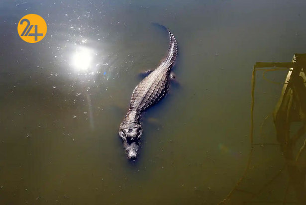 حیات وحش به روایت گاردین