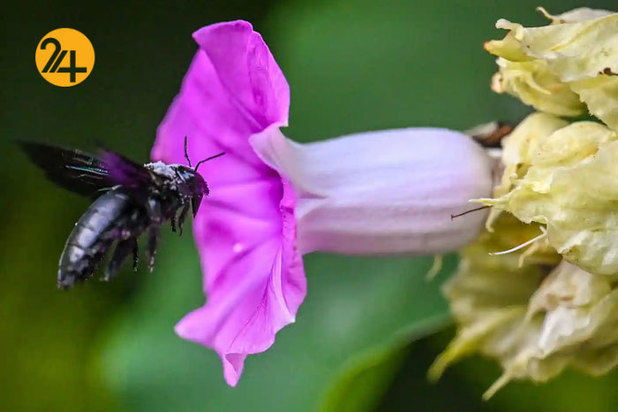 حیات وحش به روایت گاردین