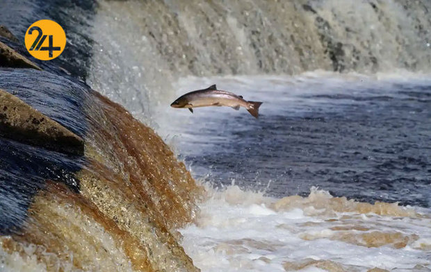 حیات وحش به روایت گاردین