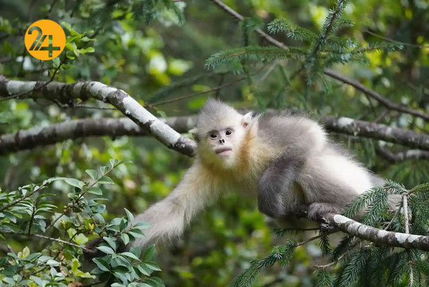 حیات وحش به روایت گاردین