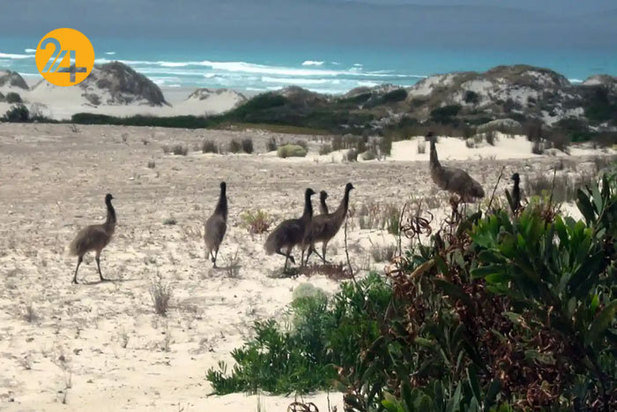 حیات وحش به روایت گاردین