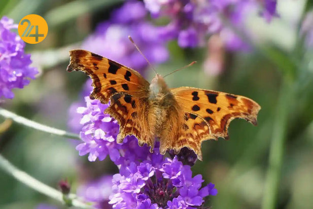 حیات وحش به روایت گاردین