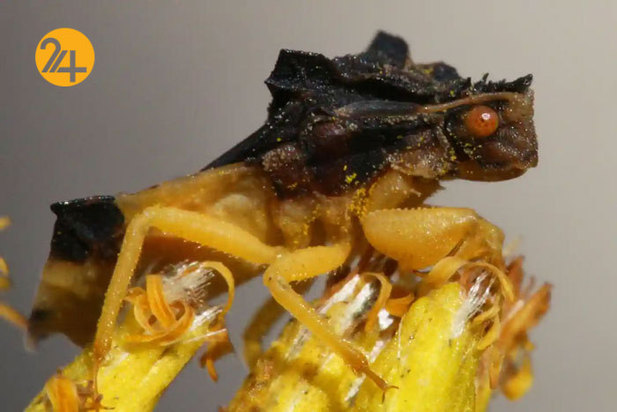 حیات وحش به روایت گاردین