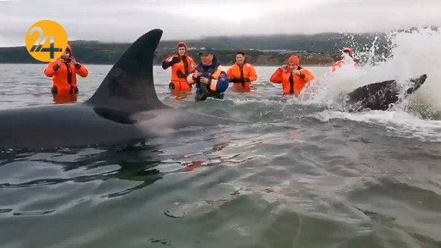 حیات وحش به روایت گاردین