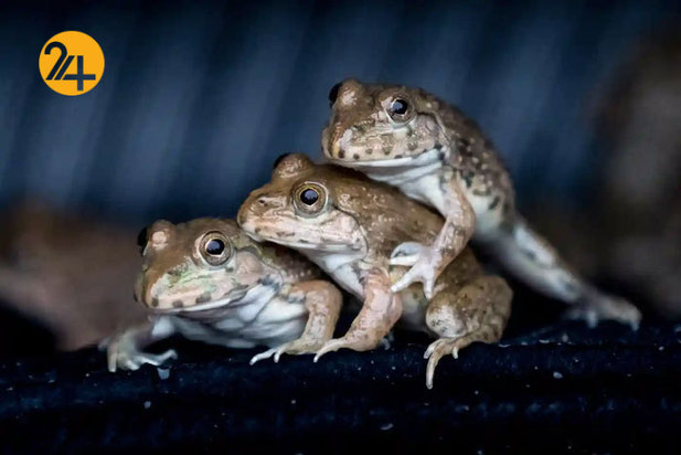 حیات وحش به روایت گاردین