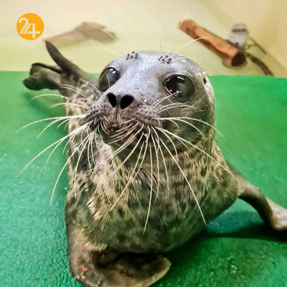 حیات وحش به روایت گاردین