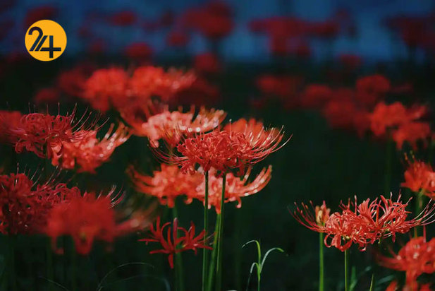 حیات وحش به روایت گاردین