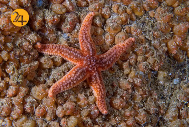 حیات وحش به روایت گاردین