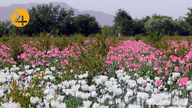 مزارع کشت خشخاش در افغانستان