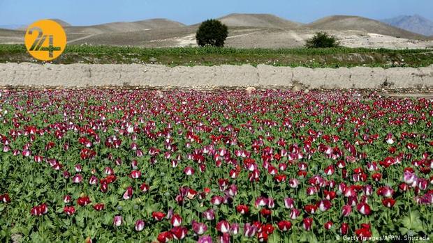 مزارع کشت خشخاش در افغانستان