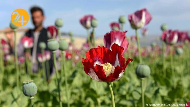 مزارع کشت خشخاش در افغانستان