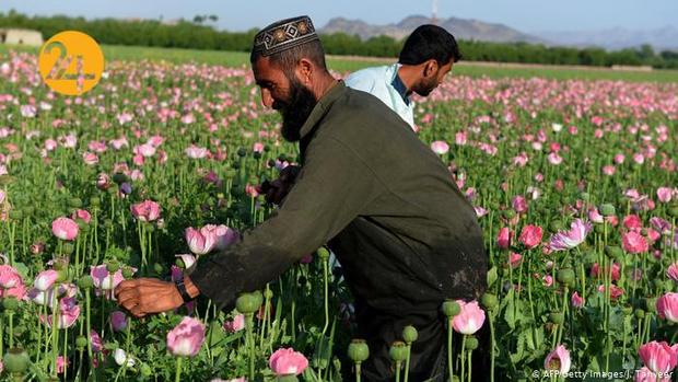 مزارع کشت خشخاش در افغانستان