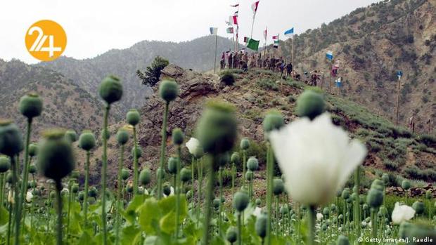 مزارع کشت خشخاش در افغانستان