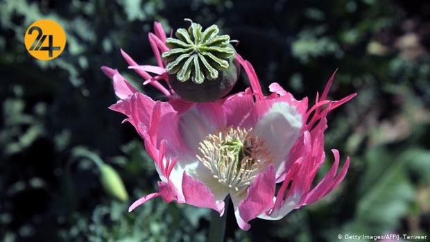 مزارع کشت خشخاش در افغانستان