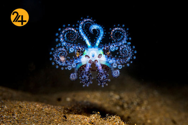 فینالیست‌های مسابقه عکاسی اقیانوس ۲۰۲۱