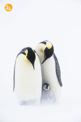 فینالیست‌های مسابقه عکاسی اقیانوس ۲۰۲۱