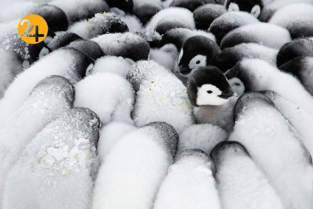 فینالیست‌های مسابقه عکاسی اقیانوس ۲۰۲۱