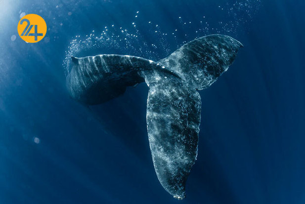 فینالیست‌های مسابقه عکاسی اقیانوس ۲۰۲۱