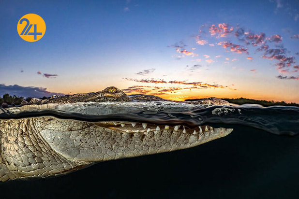 فینالیست‌های مسابقه عکاسی اقیانوس ۲۰۲۱