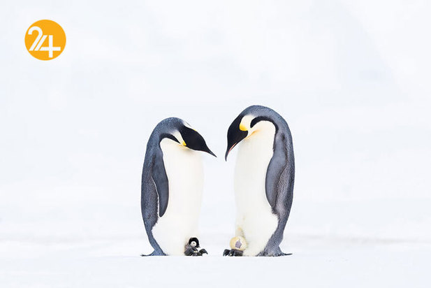 فینالیست‌های مسابقه عکاسی اقیانوس ۲۰۲۱