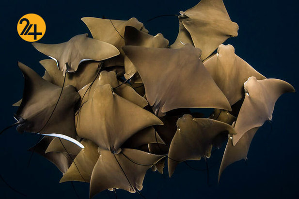 فینالیست‌های مسابقه عکاسی اقیانوس ۲۰۲۱