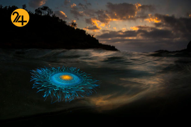 فینالیست‌های مسابقه عکاسی اقیانوس ۲۰۲۱