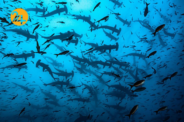 فینالیست‌های مسابقه عکاسی اقیانوس ۲۰۲۱