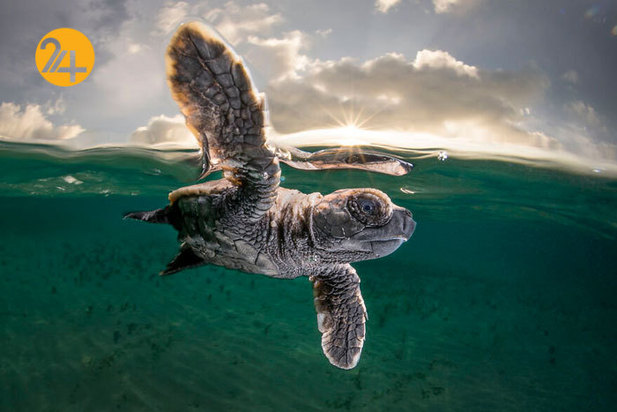 فینالیست‌های مسابقه عکاسی اقیانوس ۲۰۲۱