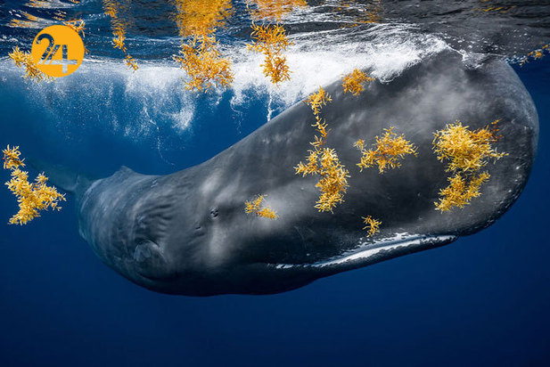 فینالیست‌های مسابقه عکاسی اقیانوس ۲۰۲۱