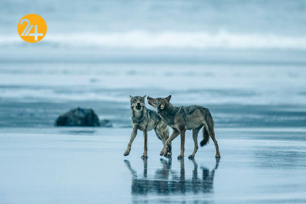 فینالیست‌های مسابقه عکاسی اقیانوس ۲۰۲۱