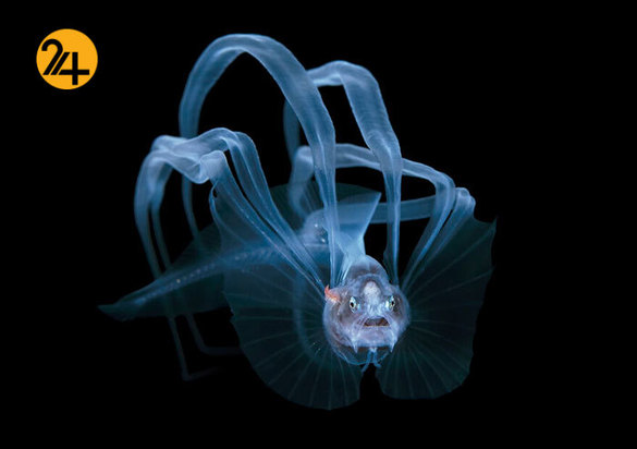 فینالیست‌های مسابقه عکاسی اقیانوس ۲۰۲۱