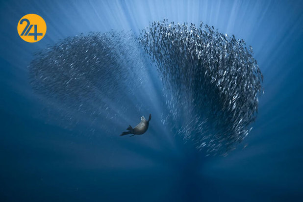 فینالیست‌های مسابقه عکاسی اقیانوس ۲۰۲۱